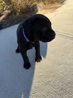 Purple Collar, a female Cane Corso for sale in Concord, NC – Photo 5 of 9