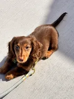 Xocolatl, a male Miniature Dachshund for sale in Chicago, IL – Photo 3 of 5