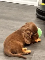 Xocolatl, a male Miniature Dachshund for sale in Chicago, IL – Photo 1 of 5