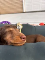 Xocolatl, a male Miniature Dachshund for sale in Chicago, IL – Photo 4 of 5