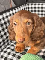 Xocolatl, a male Miniature Dachshund for sale in Chicago, IL – Photo 2 of 5