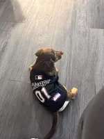 Xocolatl, a male Miniature Dachshund for sale in Chicago, IL – Photo 5 of 5