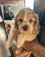 Wisper, a female Cocker Spaniel for sale in Alford, FL – 2 of 4
