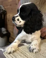 Lady , a female Cocker Spaniel for sale in Alford, FL – 3 of 3