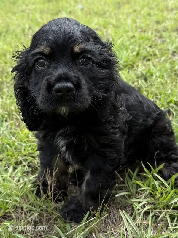 B – Cocker Spaniel puppy for sale in Alford, FL