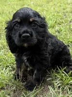 B, a male Cocker Spaniel for sale in Alford, FL – 1 of 2