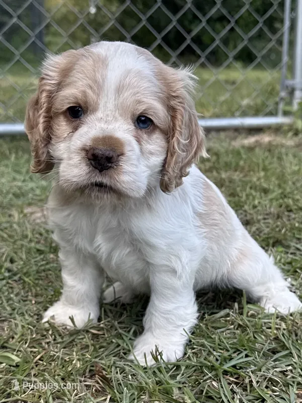 Wisper – Cocker Spaniel puppy for sale in Alford, FL