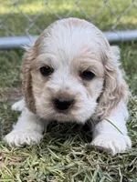 Buddy, a male Cocker Spaniel for sale in Alford, FL – 4 of 4