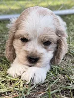 Buddy, a male Cocker Spaniel for sale in Alford, FL – 2 of 4