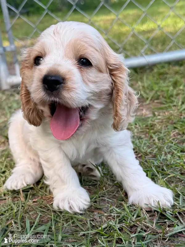Buddy – Cocker Spaniel puppy for sale in Alford, FL