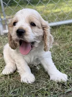 Buddy, a male Cocker Spaniel for sale in Alford, FL – 3 of 4