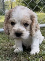 Buddy, a male Cocker Spaniel for sale in Alford, FL – 1 of 4