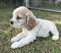 Daisy, a female Cocker Spaniel for sale in Alford, FL – 2 of 3