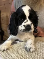Lady , a female Cocker Spaniel for sale in Alford, FL – 1 of 3