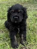B, a male Cocker Spaniel for sale in Alford, FL – 2 of 2