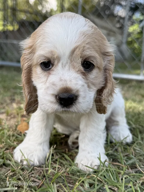 Daisy – Cocker Spaniel puppy for sale in Alford, FL