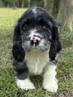 Nick, a male Cocker Spaniel for sale in Alford, FL – 2 of 4