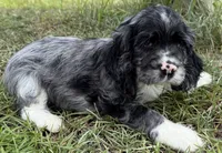 Nick, a male Cocker Spaniel for sale in Alford, FL – 4 of 4