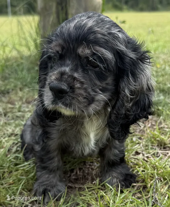L – Cocker Spaniel puppy for sale in Alford, FL