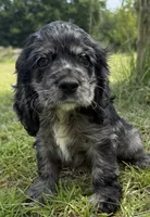 L, a female Cocker Spaniel for sale in Alford, FL – 2 of 3