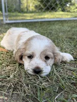 Daisy, a female Cocker Spaniel for sale in Alford, FL – 3 of 3