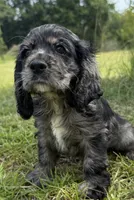 L, a female Cocker Spaniel for sale in Alford, FL – 3 of 3