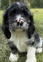 Nick, a male Cocker Spaniel for sale in Alford, FL – 1 of 4