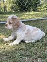 Wisper, a female Cocker Spaniel for sale in Alford, FL – 3 of 4