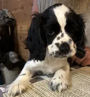 Lady , a female Cocker Spaniel for sale in Alford, FL – 2 of 3