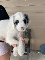 Your Choice-bmf, a female Aussiedoodle for sale in Madisonville, TX – 7 of 7