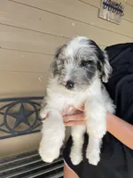 Your choice, bmm1, a male Aussiedoodle for sale in Madisonville, TX – 7 of 10