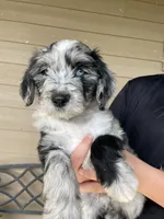 Your Choice, bmm4, a male Aussiedoodle for sale in Madisonville, TX – 5 of 8