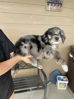 Your Choice, bmm2, a male Aussiedoodle for sale in Madisonville, TX – 6 of 6