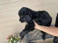 Black Bi Female 2, a female Aussiedoodle for sale in Madisonville, TX – 6 of 6