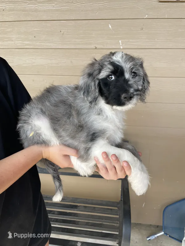 Your Choice, bmm3 – Aussiedoodle puppy for sale in Madisonville, TX