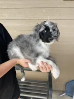 Your Choice, bmm3, a male Aussiedoodle for sale in Madisonville, TX – 1 of 8