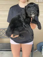 Your choice-bbf1, a female Aussiedoodle for sale in Madisonville, TX – 3 of 5