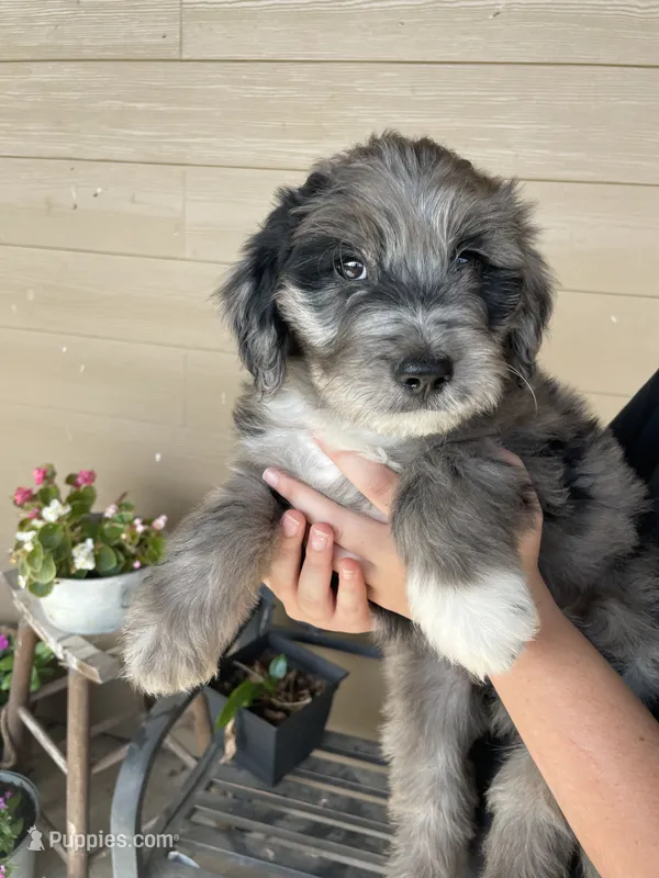 Your Choice, bmm2 – Aussiedoodle puppy for sale in Madisonville, TX