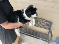 Your Choice, bbm, a male Aussiedoodle for sale in Madisonville, TX – 4 of 8