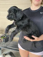 Your choice-bbf1, a female Aussiedoodle for sale in Madisonville, TX – 5 of 5