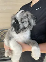 Your Choice, bmm3, a male Aussiedoodle for sale in Madisonville, TX – 4 of 8