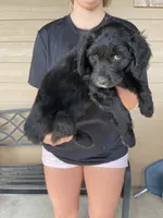 Your choice-bbf1, a female Aussiedoodle for sale in Madisonville, TX – 2 of 5