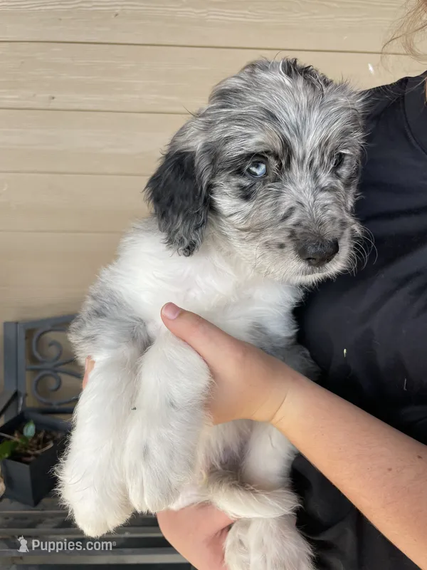 Your choice-bmm5 – Aussiedoodle puppy for sale in Madisonville, TX