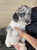 Your choice-bmm5, a male Aussiedoodle for sale in Madisonville, TX – 1 of 7