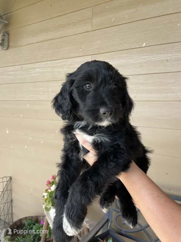 Black Bi Female 2 – Aussiedoodle puppy for sale in Madisonville, TX