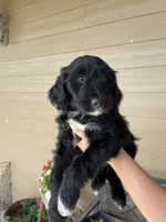 Your choice-bbf2, a female Aussiedoodle for sale in Madisonville, TX – 2 of 7