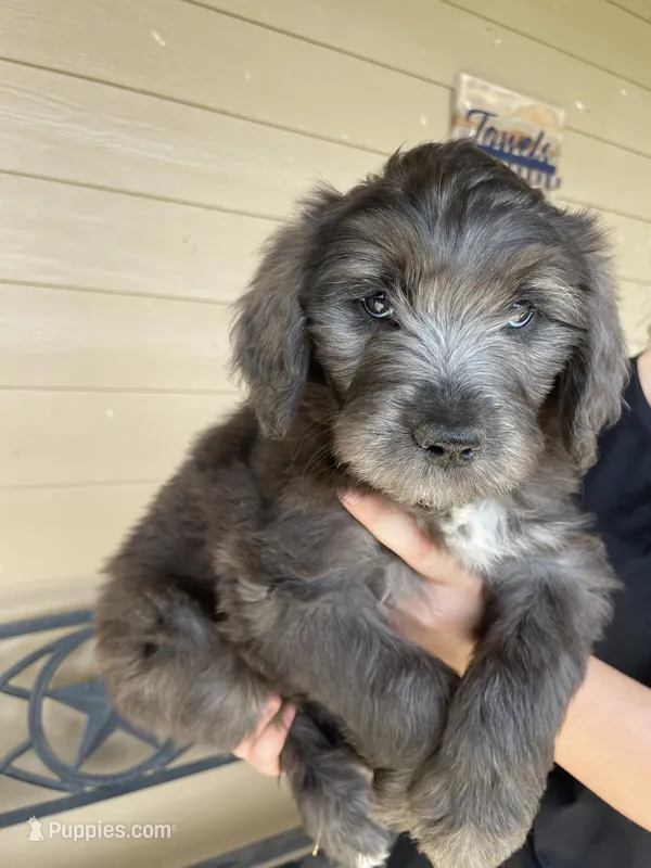 Your choice-dilute merle – Aussiedoodle puppy for sale in Madisonville, TX