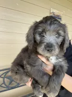 Your choice-dilute merle, a female Aussiedoodle for sale in Madisonville, TX – 1 of 5
