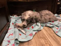 Scooby, a male Aussiedoodle for sale in Madisonville, TX – 2 of 2