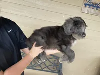 Your choice-dilute merle, a female Aussiedoodle for sale in Madisonville, TX – 4 of 5
